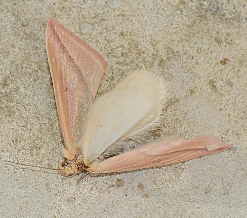 Rhodometra sacraria